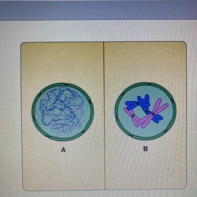 Which image contains genes? O A O B O both A and B-example-1