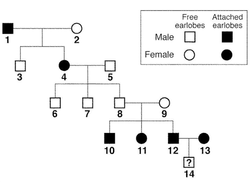 The pedigree below shows the inheritance of free earlobes and attached earlobes in-example-1