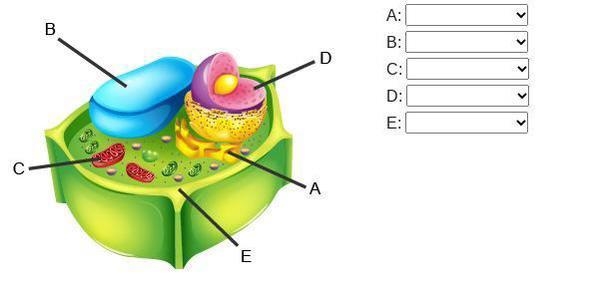 Identify the labeled structures. A: B: c: d: e:-example-1