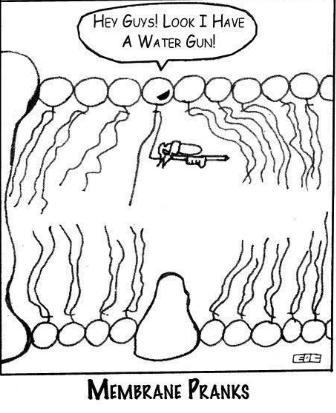 Someone please help me Using your knowledge of the plasma membrane, explain why this-example-1