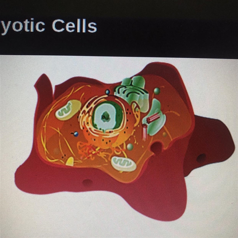 What type of cell is pictured on the right?A). EukaryoticB). ProkaryoticPlease Answer-example-1