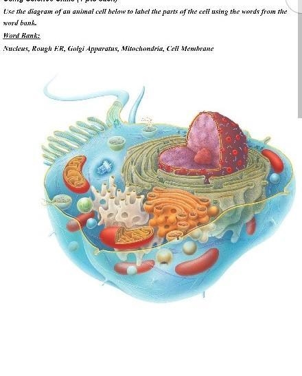 Use the diagram of an animal cell below to label the parts of the cell using the words-example-1