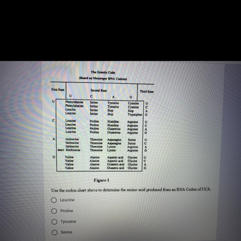 Figure 1 Use the codon chart above to determine the amino acid produced from an RNA-example-1