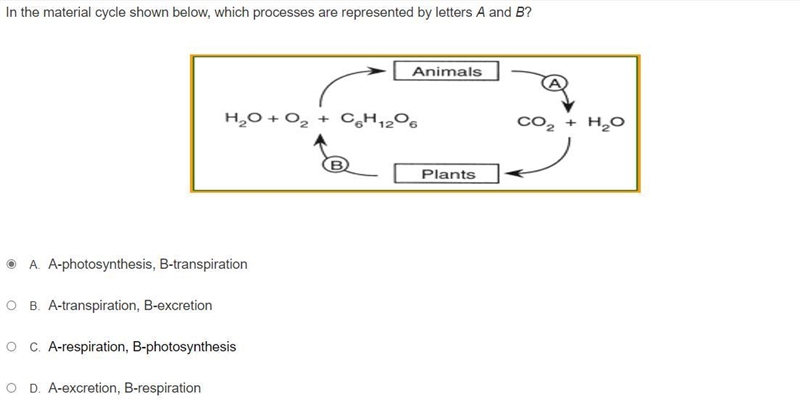 A. A-photosynthesis, B-transpiration B. A-transpiration, B-excretion C. A-respiration-example-1