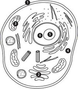 The diagram below shows the structure of an animal cell. Which number label represents-example-1