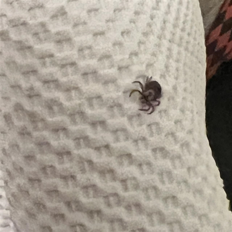 What type of spider is this, i just got bit by it-example-1