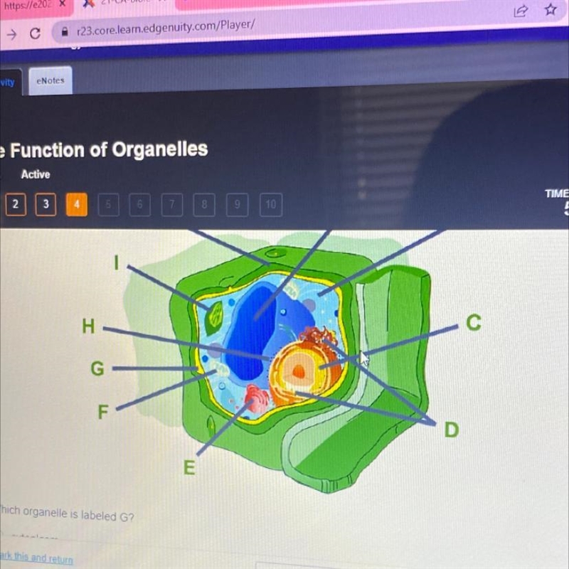 Which organelle is labeled G?-example-1