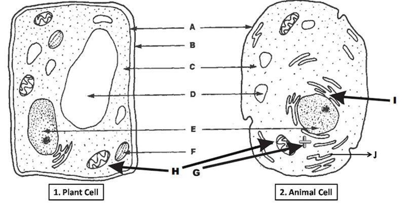 Correctly identify the following labels on the plant and animal cells.-example-1