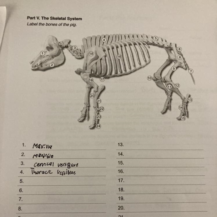 Label the Bones of the pig-example-1