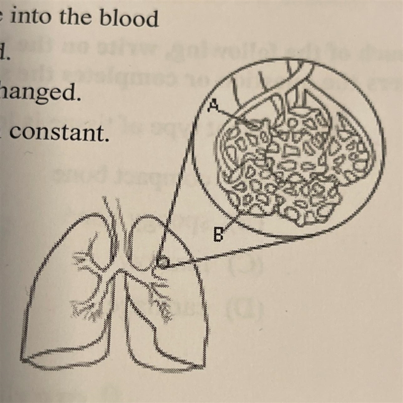 What happens in the netlike structure labeled B in the diagram? (A) Carbon dioxide-example-1