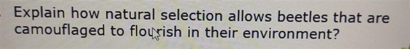 Explain how natural selection allows beetles that are camouflaged to flousish in their-example-1