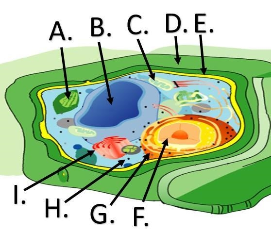 Label the parts of the cell!-example-1