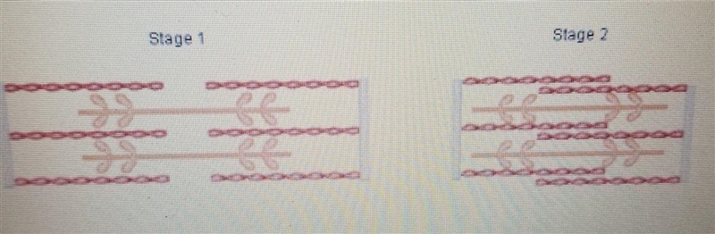 Refer to the illustrations showing a sarcomere in two different stages What does Stage-example-1