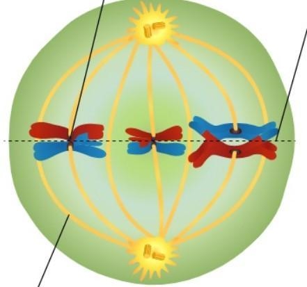 What stage of meiosis is the picture attached showing? How do you know?-example-1