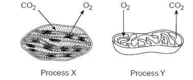 Diagram based-questions. Look carefully at the pictures! Which process (Xor Y) is-example-1