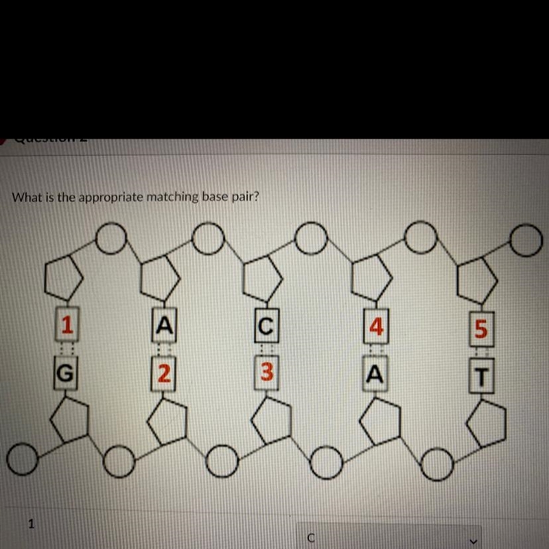 What is the appropriate matching base pair?-example-1