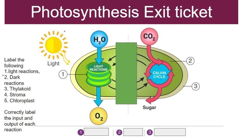 Question: Number 1 is representing what? (a) Stroma (b) Chloroplast (c) Thylakoid-example-1