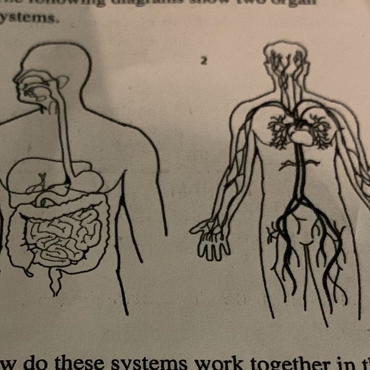 How do these systems work together in the human body? A. System 1 breaks food down-example-1