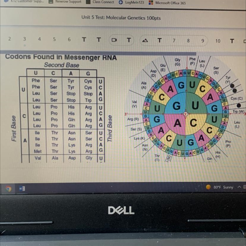 Using the strand of mRNA below along with either of the codon charts,( place the amino-example-1