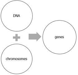 Which diagram accurately represents the relationship between chromosomes, DNA, and-example-1