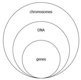 Which diagram accurately represents the relationship between chromosomes, DNA, and-example-2