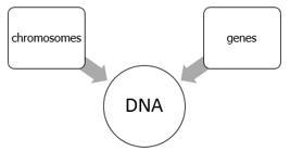 Which diagram accurately represents the relationship between chromosomes, DNA, and-example-3