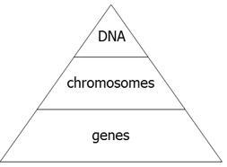 Which diagram accurately represents the relationship between chromosomes, DNA, and-example-4