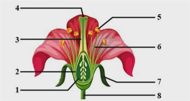 Identify the different parts of the flower and label them on the diagram provided-example-1