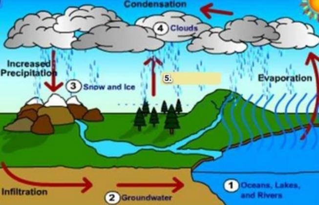 Look carefully at the model. Plants take in the increased ground water and use the-example-1