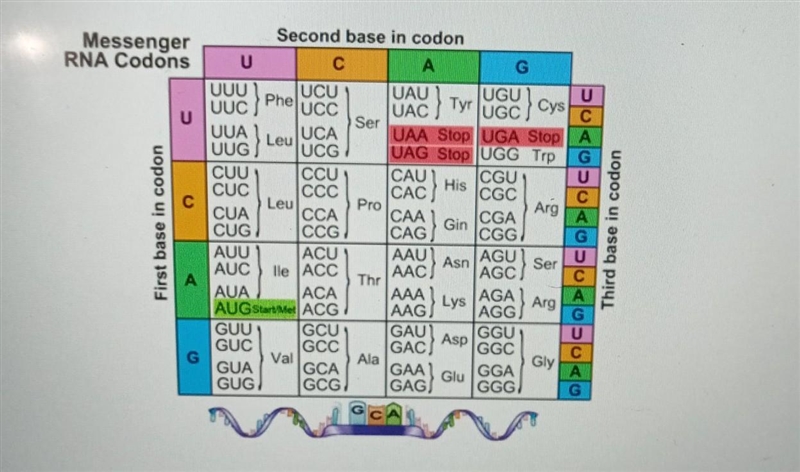 AUU GAU ACU GCA GC b) What are the first four amino acids coded by this sequence? Hint-example-1