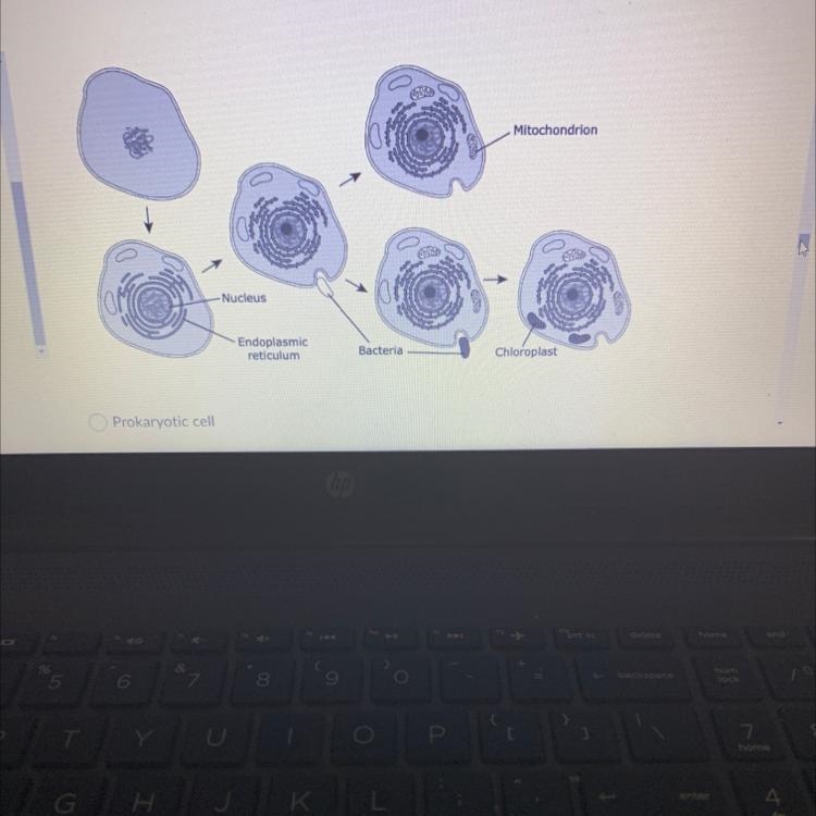 PLEASE HELP FAST The theory that complex cells evolved after primitive cells engulfed-example-1