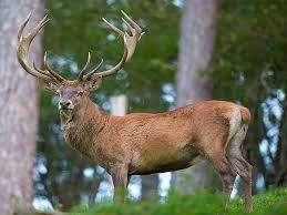 What are the Adaptations of a Kashmir stag (hangul) Scientific name- Cervus elaphus-example-1