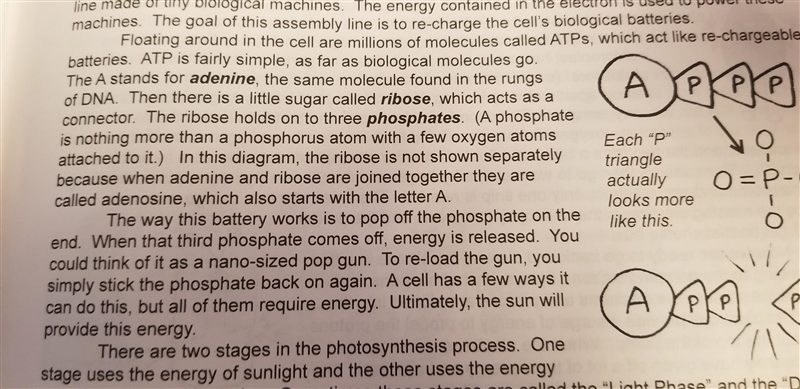 I need clarification Why do plants reattach phosphates in ATP and ADP when a phosphate-example-1