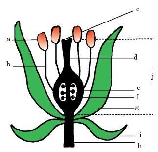 Match the numbered letters with the correct part of the flower. 1. Receptacle 2. Ovule-example-1