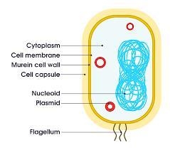 Choose the word that best completes each sentence. Bacteria cells have a rigid cell-example-1