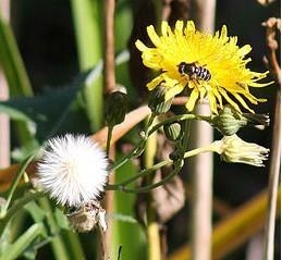 Take a look at this dandelion. The yellow flower on the right is _______ pollinated-example-1