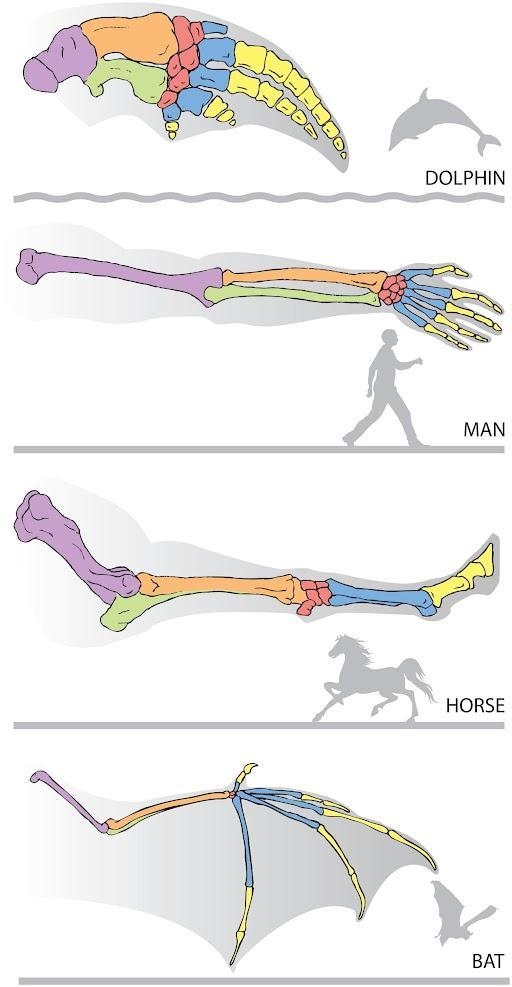 Study the image below, which shows the limb bones of various mammals. What might some-example-1