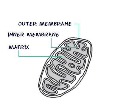 The diagram shows the structure of an organelle known as the powerhouse of the cell-example-1