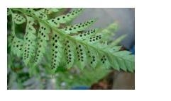 The plant in the photo is called an Asparagus Fern. This fern does not make seeds-example-1