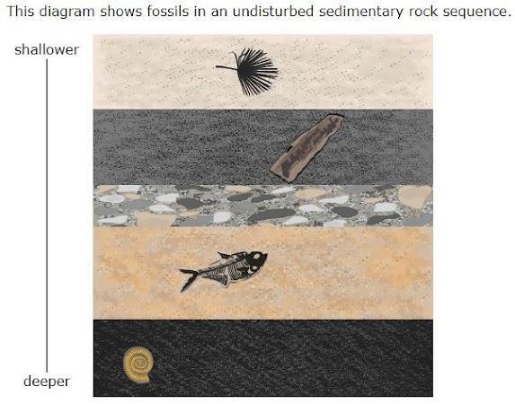 Which of the fossils in the diagram is YOUNGEST? Select the most likely answer. * A-example-1