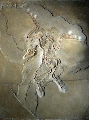 4. Why are fossils of the animal Archaeopteryx used as evidence that birds and dinosaurs-example-1