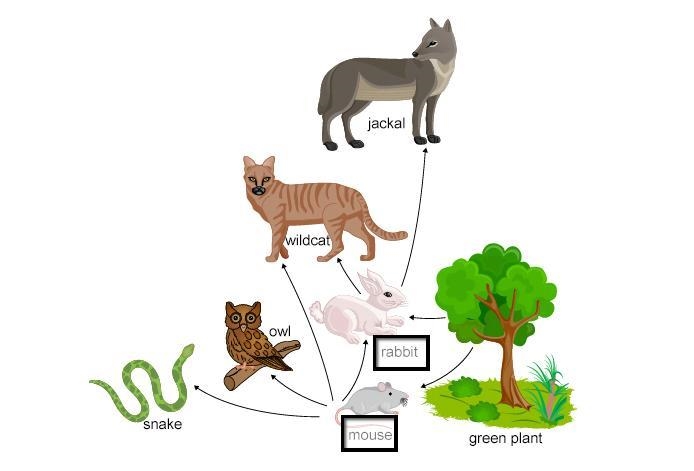 Select the correct locations on the image. Which organisms are prey?-example-1