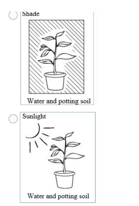 A student wants to find out if a particular kind of plant grows better with or without-example-2