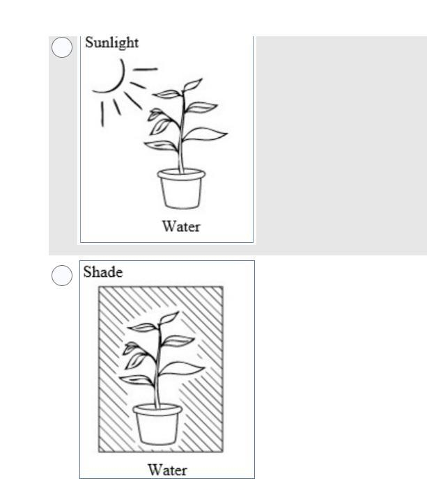 A student wants to find out if a particular kind of plant grows better with or without-example-3