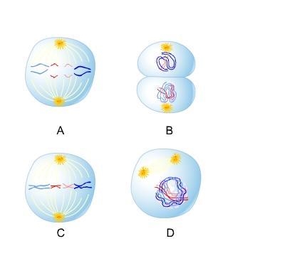 Which picture illustrates the anaphase stage of mitosis? Picture A, where spindle-example-1