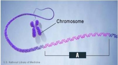 A) In the labeled photo of the chromosome, identify what A is. B) What is the function-example-1