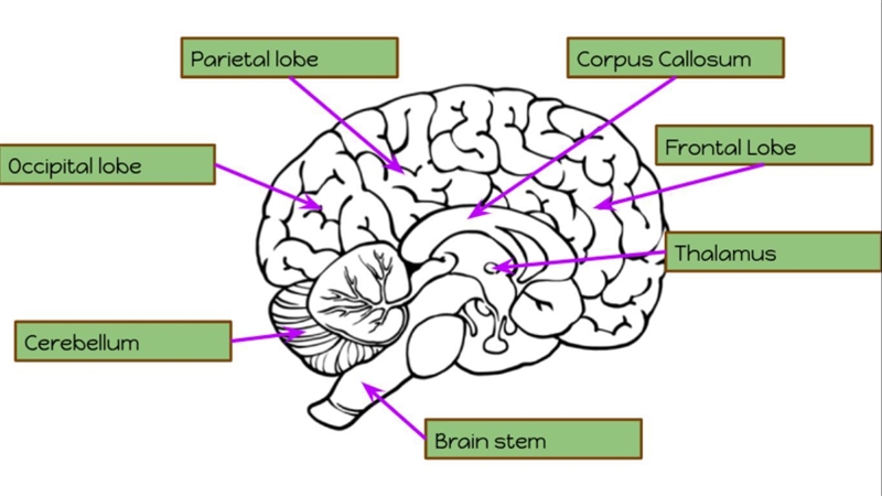 For STEM class this quarter, we're diving deeper into brains and there are 3 parts-example-1