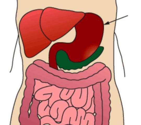 The arrow is pointing at a digestive organ. What happens when food reaches this organ-example-1