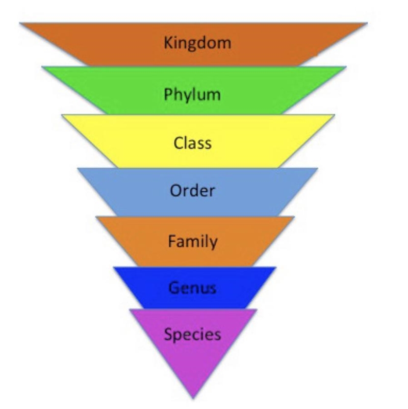 The Linnaean system of classification sorts organisms into groups using a hierarchical-example-1