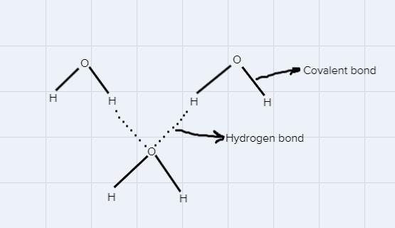 ) How does water’s polarity contribute to the formation of hydrogen bonds?-example-2